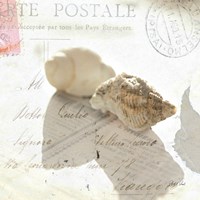 Framed 'Postal Shells I' border=