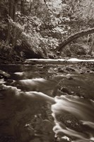 Framed Whatcom Creek