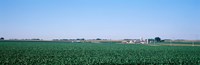 Framed Soybean field Ogle Co IL USA