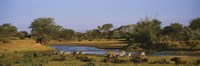 Framed Grevy's zebra and African buffalo's grazing on a landscape, Samburu, Kenya