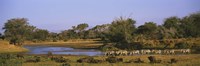 Framed Herd of Zebra (Equus grevyi) and African Buffalo (Syncerus caffer) in a field, Uaso Nyrio River, Samburu, Kenya