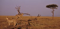 Framed View of two Cheetahs in the wild, Africa