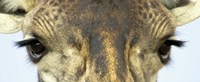 Framed Close-up of a Maasai giraffes eyes