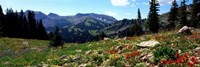 Framed Wildflowers in a field, Rendezvous Mountain, Teton Range, Grand Teton National Park, Wyoming, USA