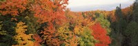 Framed Autumnal trees in a forest, Hiawatha National Forest, Upper Peninsula, Michigan, USA