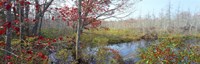 Framed Trees in a forest, Damariscotta, Lincoln County, Maine, USA