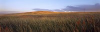 Framed Tall grass in a field, High Plains, Cheyenne, Wyoming, USA