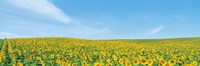 Framed Field of sunflower with blue sky