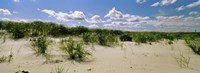 Framed Grass among the dunes, Crane Beach, Ipswich, Essex County, Massachusetts, USA