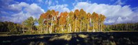 Framed Aspen Trees in the Fall, Utah