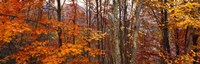 Framed Autumn trees in Great Smoky Mountains National Park, North Carolina, USA