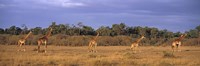 Framed View Of A Group Of Giraffes In The Wild, Maasai Mara, Kenya