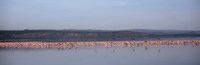 Framed Africa, Kenya, Lake Nakuru National Park, Lake Nakuru, Flamingo birds in the lake