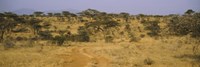 Framed Trees on a landscape, Samburu National Reserve, Kenya