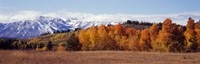 Framed Autumn Grand Teton National Park WY