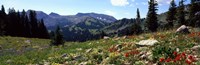 Framed Wildflowers in a field, Rendezvous Mountain, Teton Range, Grand Teton National Park, Wyoming, USA
