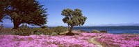 Framed Flowers on the beach, Pacific Grove, Monterey County, California, USA