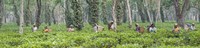 Framed Tea harvesting, Assam, India