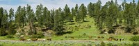 Framed Horses on roundup, Billings, Montana, USA