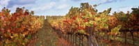 Framed Autumn in a vineyard, Napa Valley, California, USA