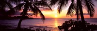 Framed Palm trees on the coast, Kohala Coast, Big Island, Hawaii, USA