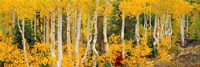 Framed Aspen Trees in Autumn, Dixie National Forest, Utah