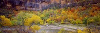 Framed Big Bend in fall, Zion National Park, Utah, USA