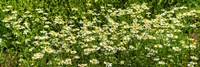 Framed German chamomile (Matricaria chamomilla) in bloom