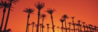 Framed Silhouette of date palm trees in a row, Phoenix, Arizona, USA