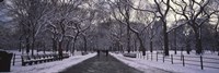 Framed Bare trees in a park, Central Park, New York City, New York State, USA