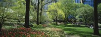 Framed Red and white tulips around trees, Central Park, Manhattan, New York City, New York State, USA