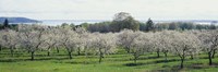 Framed Cherry trees in an orchard, Mission Peninsula, Traverse City, Michigan, USA