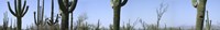 Framed Mid section view of cactus, Saguaro National Park, Tucson, Arizona, USA