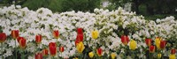 Framed Flowers in a garden, Sherwood Gardens, Baltimore, Maryland, USA