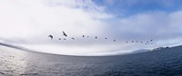 Framed Pelicans flying over the sea, Alcatraz, San Francisco, California, USA