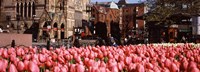 Framed Tulips in a garden with Old South Church in the background, Copley Square, Boston, Suffolk County, Massachusetts, USA