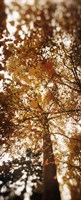 Framed Autumn Trees on Capitol Hill, Seattle, Washington