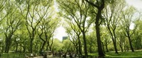 Framed Central Park in the spring time, New York City