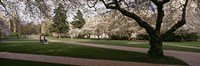 Framed Cherry trees in the quad of a university, University of Washington, Seattle, Washington State