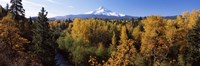 Framed Cottonwood trees in a forest, Mt Hood, Hood River, Mt. Hood National Forest, Oregon, USA