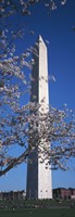 Framed Cherry Blossom in front of an obelisk, Washington Monument, Washington DC, USA