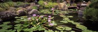 Framed Lotus blossoms, Japanese Garden, University of California, Los Angeles, California