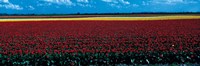 Framed Tulip field near Spalding Lincolnshire England