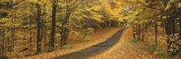 Framed Autumn Road, Emery Park, New York State, USA