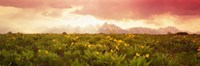 Framed Wild flowers, Grand Teton Park, Wyoming
