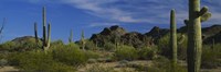 Framed Cactus plant on a landscape, Sonoran Desert, Organ Pipe Cactus National Monument, Arizona, USA