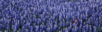 Framed Bluebonnet flowers in a field, Hill county, Texas, USA
