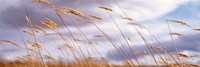 Framed Wheat Stalks Blowing, Crops, Field, Open Space