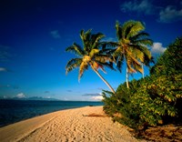 Framed Palm trees and beach, Tahiti French Polynesia