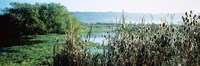 Framed Plants in a marsh, Arcata Marsh, Arcata, Humboldt County, California, USA